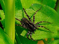 Arachnida